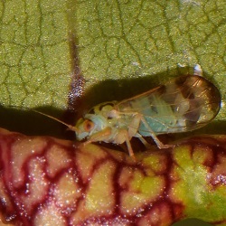 Psyllopsis discrepans